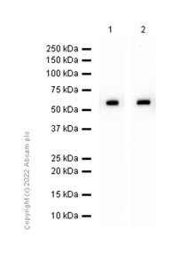 Western blot - Anti-Hck antibody [EP2415Y] (AB75839)