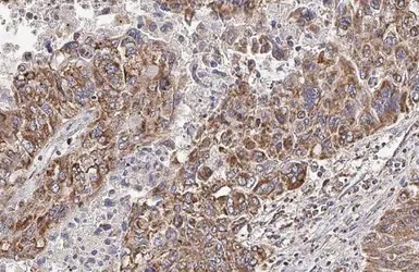Immunohistochemistry paraffin embedded sections - Anti-HCK antibody [HL1673] (AB308234), expandable thumbnail