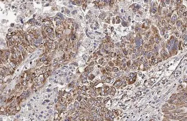 Immunohistochemistry paraffin embedded sections - Anti-HCK antibody [HL1673] (AB308234)