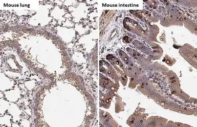 Immunohistochemistry paraffin embedded sections - Anti-HCK antibody [HL1673] (AB308234), expandable thumbnail