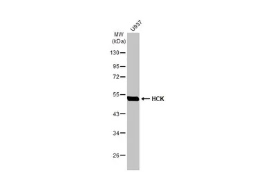 Western blot - Anti-HCK antibody [HL1673] (AB308234), expandable thumbnail