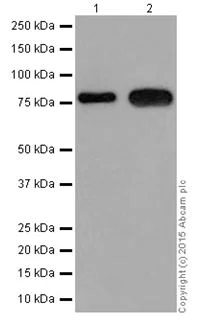 Western blot - Anti-HCLS1 antibody [EPR16540] (AB202900)