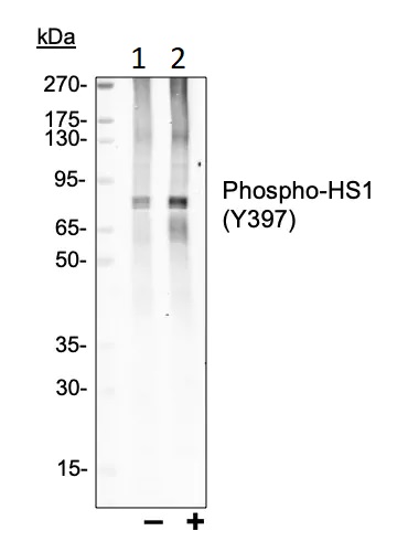 Western blot - Anti-HCLS1 (phospho Y397) antibody [HS1Y397-F12] (AB278632), expandable thumbnail