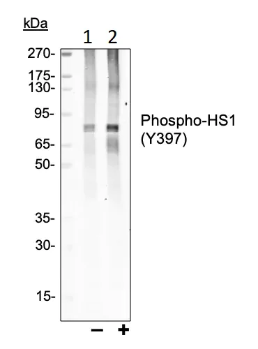 Western blot - Anti-HCLS1 (phospho Y397) antibody [HS1Y397-F12] (AB278632)