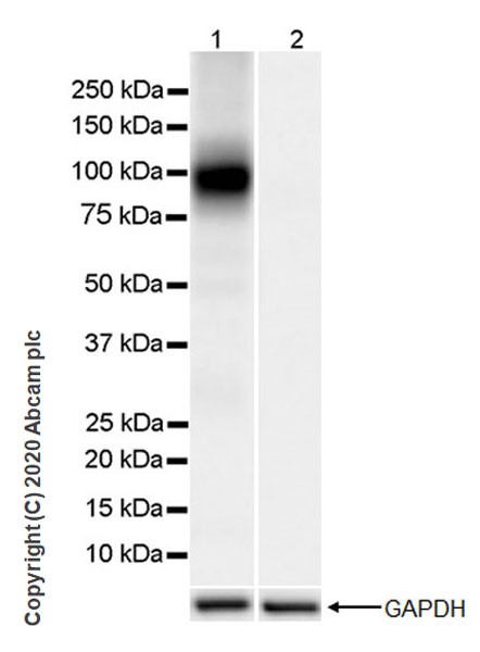 Western blot - Anti-HCN1 antibody [7C3] (ab252835), expandable thumbnail