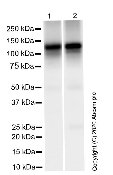 Western blot - Anti-HCN1 antibody [7C3] (ab252835), expandable thumbnail