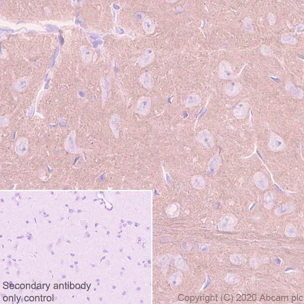 Immunohistochemistry (Formalin/PFA-fixed paraffin-embedded sections) - Anti-HCN1 antibody [7C3] - BSA and Azide free (AB255791)