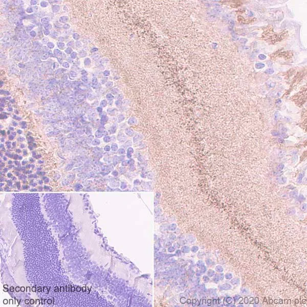 Immunohistochemistry (Formalin/PFA-fixed paraffin-embedded sections) - Anti-HCN1 antibody [7C3] - BSA and Azide free (AB255791)