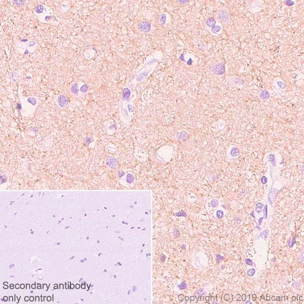 Immunohistochemistry (Formalin/PFA-fixed paraffin-embedded sections) - Anti-HCN1 antibody [7C3] - BSA and Azide free (AB255791)