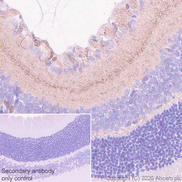 Immunohistochemistry (Formalin/PFA-fixed paraffin-embedded sections) - Anti-HCN1 antibody [7C3] - BSA and Azide free (AB255791)