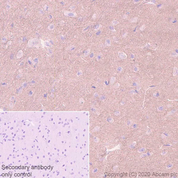 Immunohistochemistry (Formalin/PFA-fixed paraffin-embedded sections) - Anti-HCN1 antibody [7C3] - BSA and Azide free (AB255791)