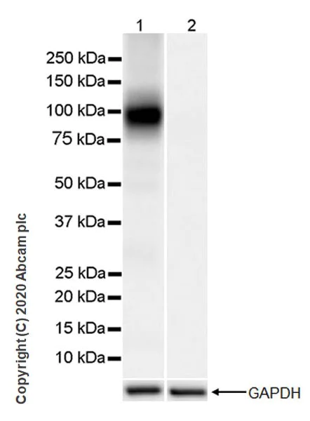 Western blot - Anti-HCN1 antibody [7C3] - BSA and Azide free (AB255791)