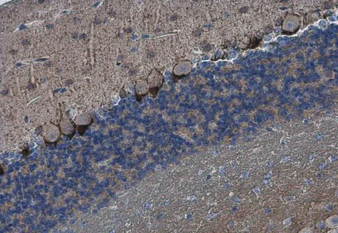 Immunohistochemistry (Formalin/PFA-fixed paraffin-embedded sections) - Anti-HCN1 antibody - C-terminal (AB229340)
