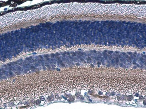 Immunohistochemistry (Formalin/PFA-fixed paraffin-embedded sections) - Anti-HCN1 antibody - C-terminal (AB229340)