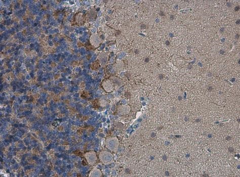 Immunohistochemistry (Formalin/PFA-fixed paraffin-embedded sections) - Anti-HCN1 antibody - C-terminal (AB229340)