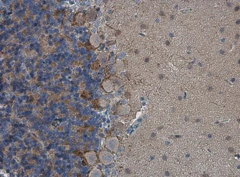 Immunohistochemistry (Formalin/PFA-fixed paraffin-embedded sections) - Anti-HCN1 antibody - C-terminal (AB229340)
