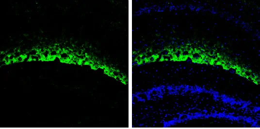 Immunohistochemistry (Frozen sections) - Anti-HCN1 antibody - C-terminal (AB229340)