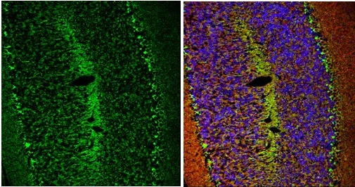 Immunohistochemistry (Frozen sections) - Anti-HCN1 antibody - C-terminal (AB229340)