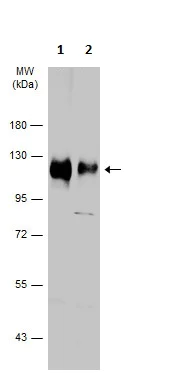 Western blot - Anti-HCN1 antibody - C-terminal (AB229340)