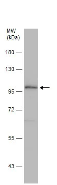 Western blot - Anti-HCN1 antibody - C-terminal (AB229340)