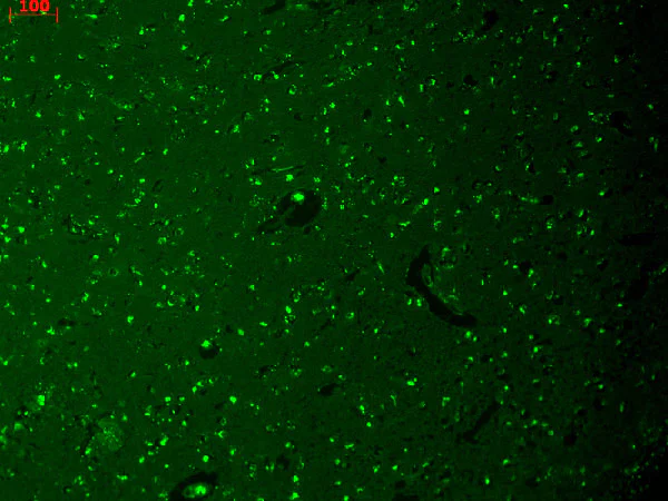 Immunohistochemistry (Formalin/PFA-fixed paraffin-embedded sections) - Anti-HCN1 antibody [S70] (AB84816)