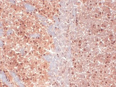 Immunohistochemistry (Frozen sections) - Anti-HCN1 antibody [S70] (AB84816)