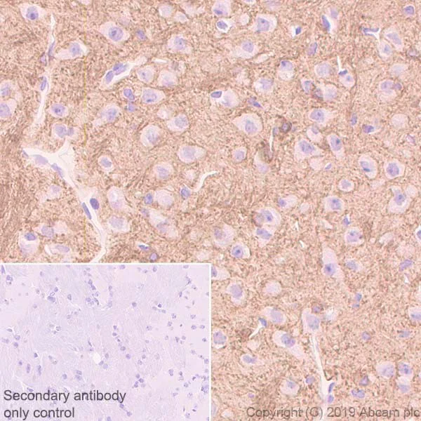 Immunohistochemistry (Formalin/PFA-fixed paraffin-embedded sections) - Anti-HCN2 antibody [4A6] - BSA and Azide free (AB255830)