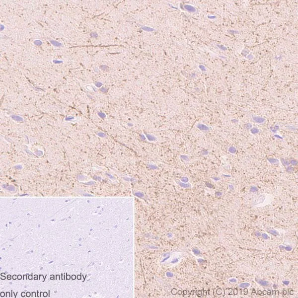 Immunohistochemistry (Formalin/PFA-fixed paraffin-embedded sections) - Anti-HCN2 antibody [4A6] - BSA and Azide free (AB255830)