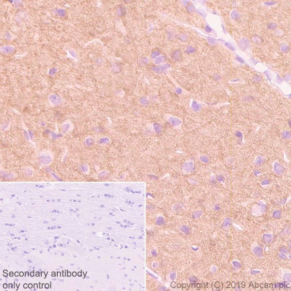 Immunohistochemistry (Formalin/PFA-fixed paraffin-embedded sections) - Anti-HCN2 antibody [4A6] - BSA and Azide free (AB255830), expandable thumbnail
