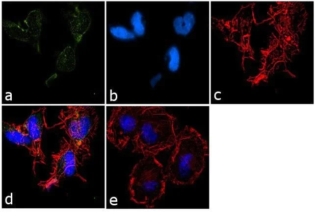 Immunocytochemistry/ Immunofluorescence - Anti-HCN2 antibody (AB19346)