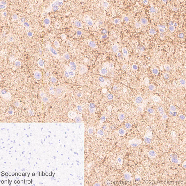Immunohistochemistry (Formalin/PFA-fixed paraffin-embedded sections) - Anti-HCN2 antibody [EPR26389-129] - BSA and Azide free (AB313874)