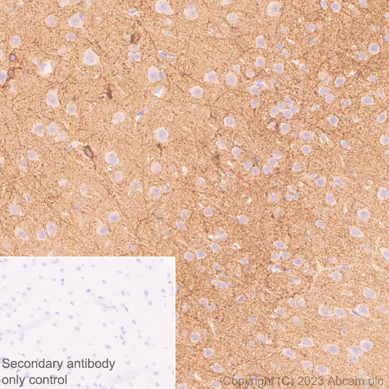 Immunohistochemistry (Formalin/PFA-fixed paraffin-embedded sections) - Anti-HCN2 antibody [EPR26389-129] - BSA and Azide free (AB313874)