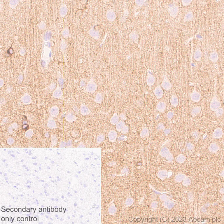Immunohistochemistry (Formalin/PFA-fixed paraffin-embedded sections) - Anti-HCN2 antibody [EPR26389-129] - BSA and Azide free (AB313874)