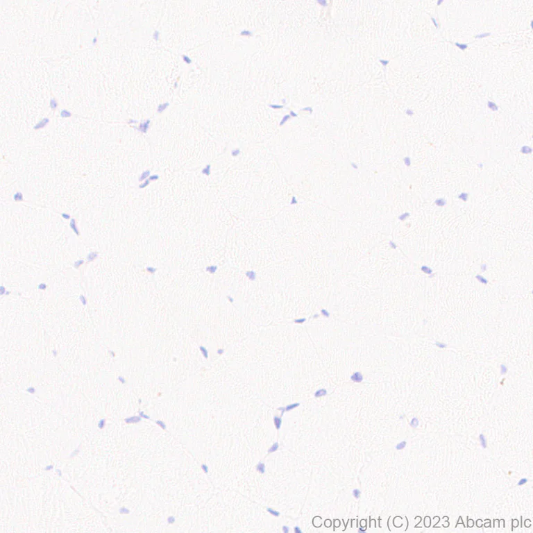 Immunohistochemistry (Formalin/PFA-fixed paraffin-embedded sections) - Anti-HCN2 antibody [EPR26389-129] - BSA and Azide free (AB313874)
