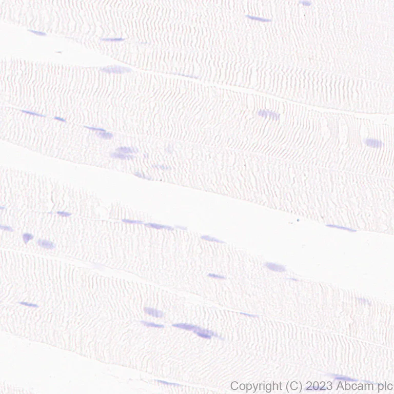 Immunohistochemistry (Formalin/PFA-fixed paraffin-embedded sections) - Anti-HCN2 antibody [EPR26389-129] - BSA and Azide free (AB313874)