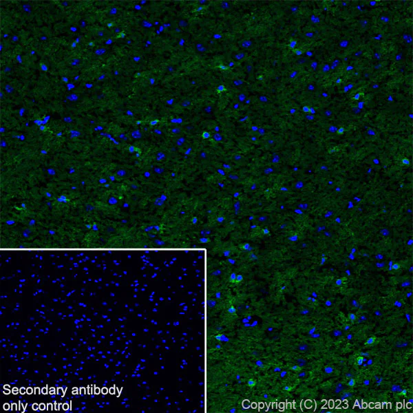 Immunohistochemistry (Frozen sections) - Anti-HCN2 antibody [EPR26389-129] - BSA and Azide free (AB313874)