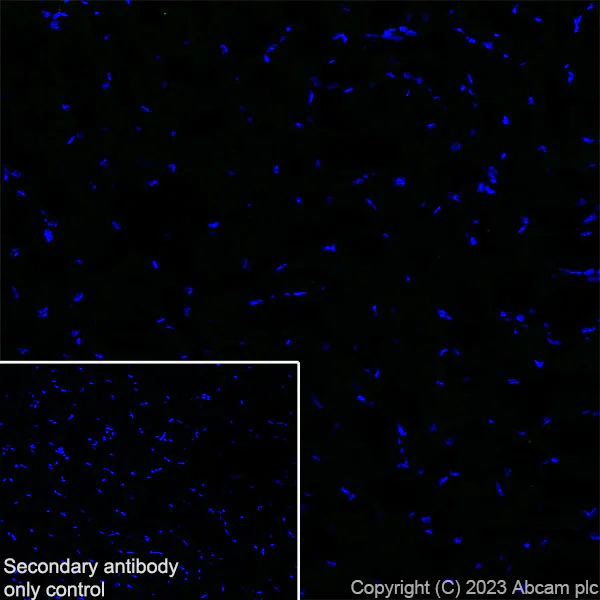 Immunohistochemistry (Frozen sections) - Anti-HCN2 antibody [EPR26389-129] - BSA and Azide free (AB313874)