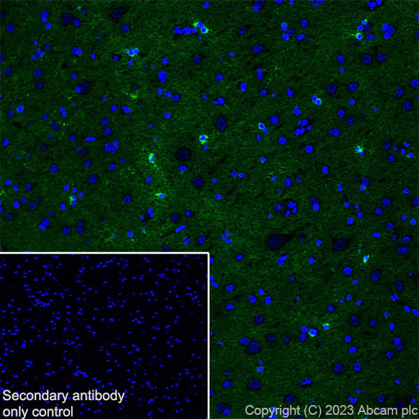 Immunohistochemistry (Frozen sections) - Anti-HCN2 antibody [EPR26389-129] - BSA and Azide free (AB313874)