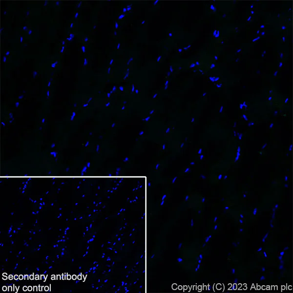 Immunohistochemistry (Frozen sections) - Anti-HCN2 antibody [EPR26389-129] - BSA and Azide free (AB313874)