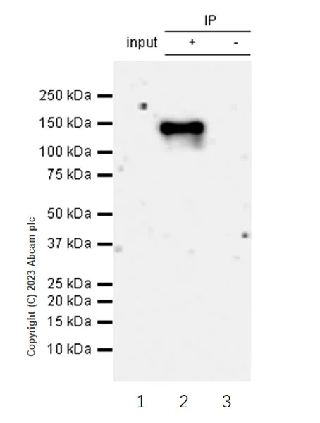 Immunoprecipitation - Anti-HCN2 antibody [EPR26389-129] - BSA and Azide free (AB313874)
