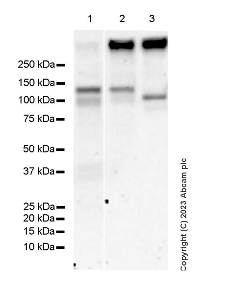Western blot - Anti-HCN2 antibody [EPR26389-129] - BSA and Azide free (AB313874)