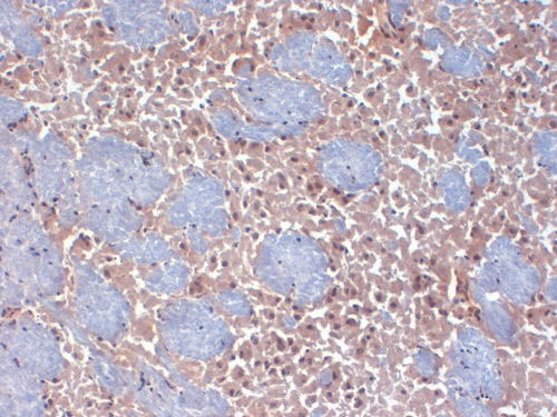 Immunohistochemistry (Frozen sections) - Anti-HCN2 antibody [S71] (AB84817), expandable thumbnail