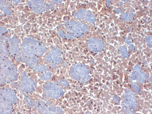 Immunohistochemistry (Frozen sections) - Anti-HCN2 antibody [S71] (AB84817)