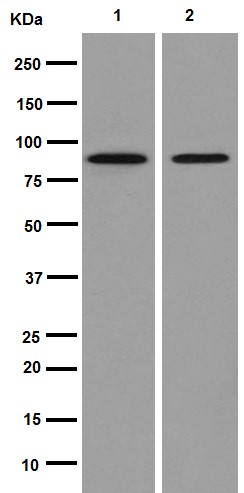 Western blot - Anti-HCN3 antibody [EPR13494(2)] - BSA and Azide free (AB251107), expandable thumbnail