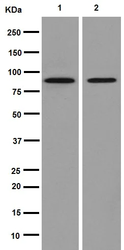 Western blot - Anti-HCN3 antibody [EPR13494(2)] - BSA and Azide free (AB251107)