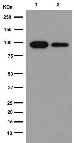 Western blot - Anti-HCN3 antibody [EPR13494(2)] - BSA and Azide free (AB251107), expandable thumbnail
