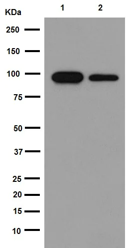 Western blot - Anti-HCN3 antibody [EPR13494(2)] - BSA and Azide free (AB251107)