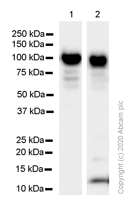 Western blot - Anti-HCN3 antibody [EPR13494(2)] - BSA and Azide free (AB251107)