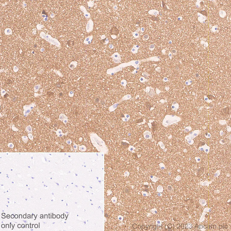 Immunohistochemistry (Formalin/PFA-fixed paraffin-embedded sections) - Anti-HCN3 antibody [EPR27844-43] (AB313791)