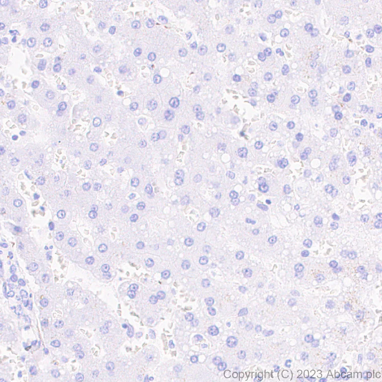 Immunohistochemistry (Formalin/PFA-fixed paraffin-embedded sections) - Anti-HCN3 antibody [EPR27844-43] - BSA and Azide free (AB313792)
